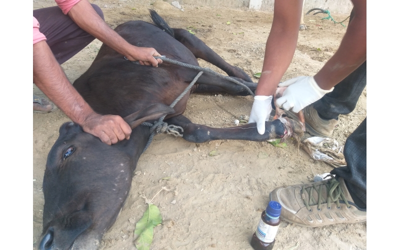 Gaumata baby , foot injury sector 62...