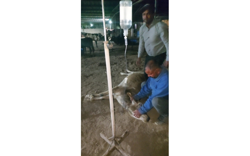 Spine damaged cow/gaumata - sector...