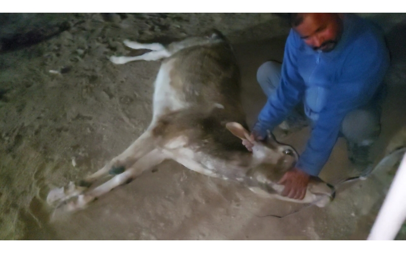 Spine damaged cow/gaumata - sector...
