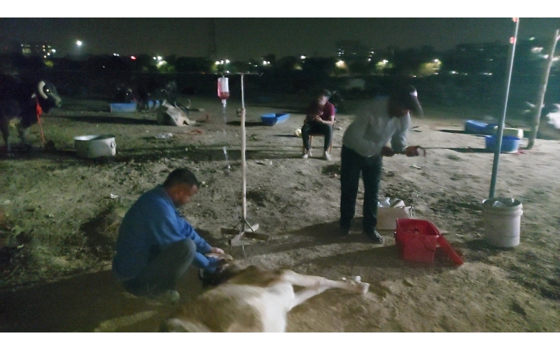 Spine damaged cow/gaumata - sector...