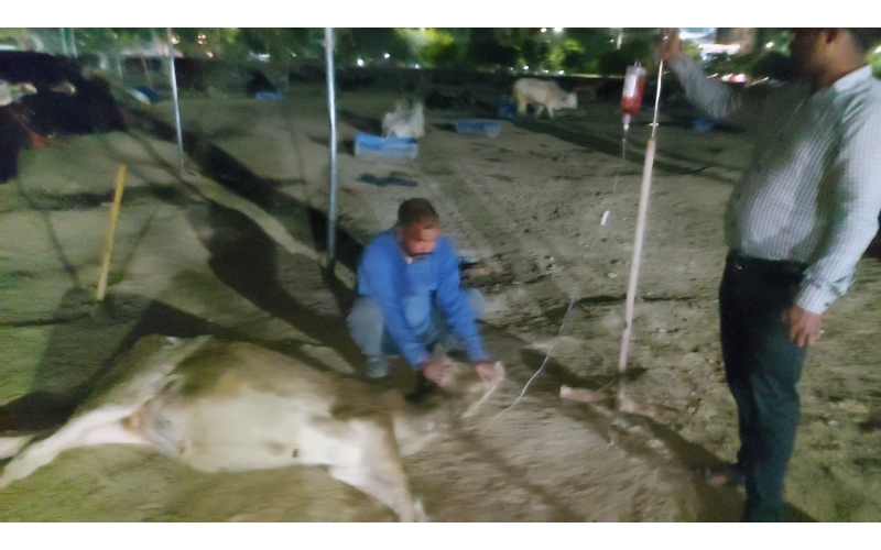 Spine damaged cow/gaumata - sector...