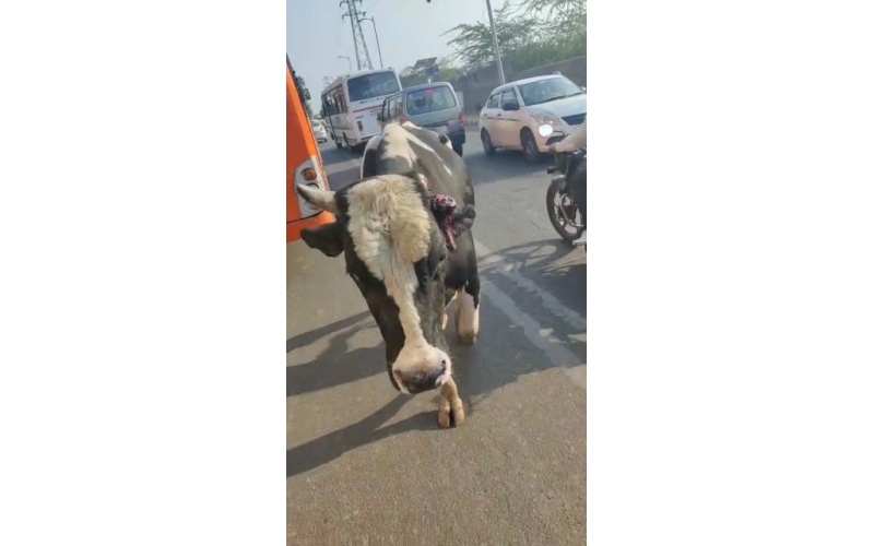 Horn injured Mahadev Nandi- Mayur... Horn injured Mahadev Nandi- Mayur...