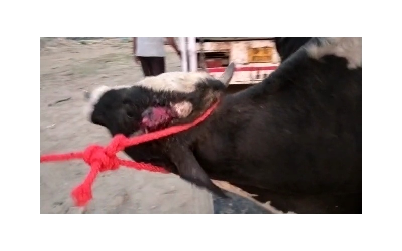 Horn injured Mahadev Nandi- Mayur... Horn injured Mahadev Nandi- Mayur...