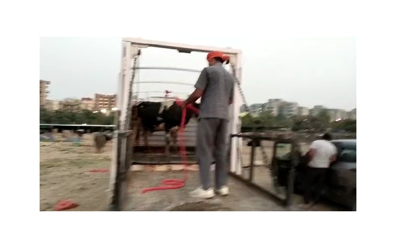 Horn injured Mahadev Nandi- Mayur... Horn injured Mahadev Nandi- Mayur...