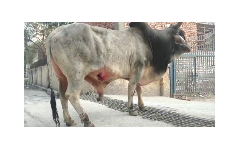 Mahadev Nandi maggots wounds penis swelling- Sector 128 noida