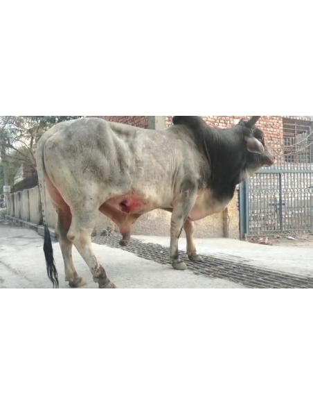 Mahadev Nandi maggots wounds penis swelling- Sector 128 noida