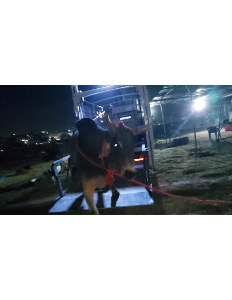 Mahadev Nandi maggots wounds penis swelling- Sector 128 noida