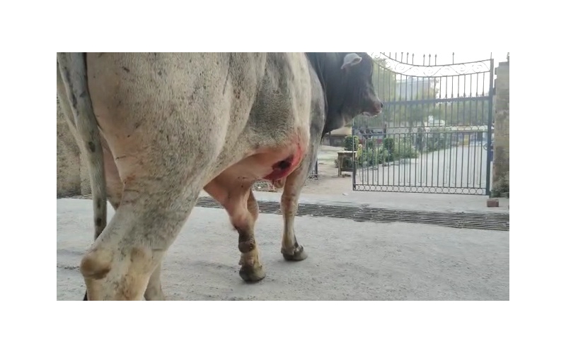 Mahadev Nandi maggots wounds penis... Mahadev Nandi maggots wounds penis...