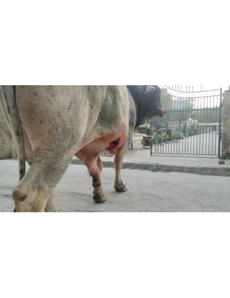 Mahadev Nandi maggots wounds penis swelling- Sector 128 noida
