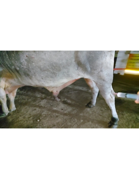 Mahadev Nandi maggots wounds penis swelling- Sector 128 noida