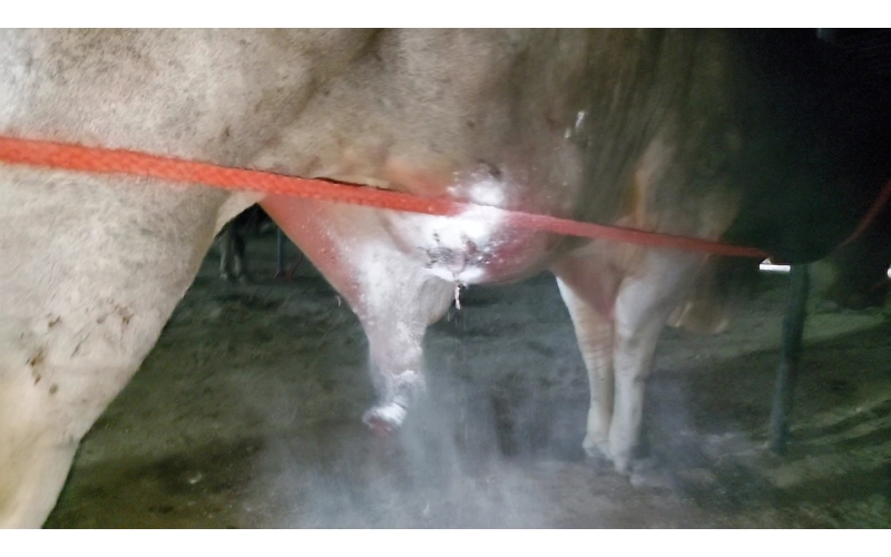 Mahadev Nandi maggots wounds penis... Mahadev Nandi maggots wounds penis...