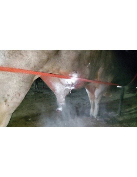 Mahadev Nandi maggots wounds penis swelling- Sector 128 noida