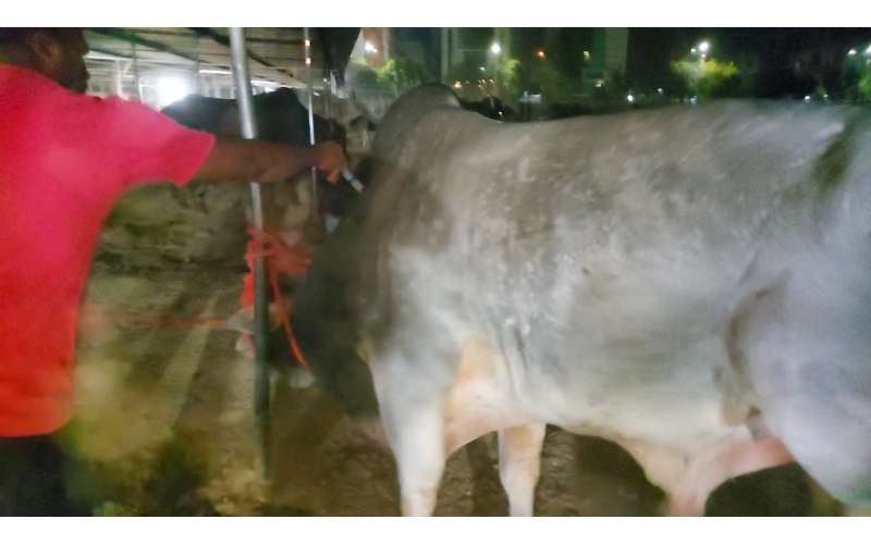 Mahadev Nandi maggots wounds penis... Mahadev Nandi maggots wounds penis...