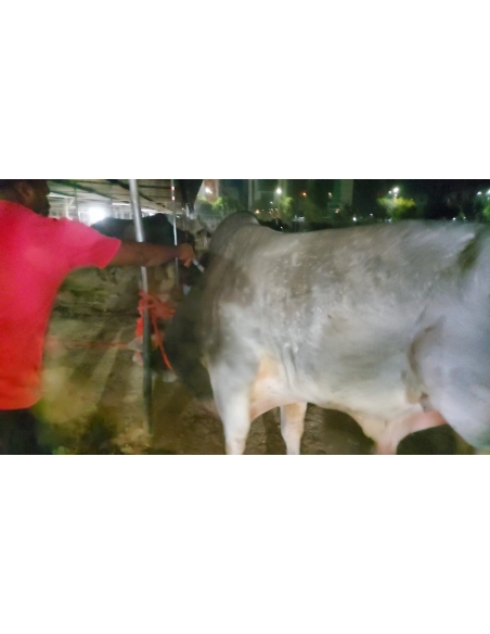 Mahadev Nandi maggots wounds penis swelling- Sector 128 noida