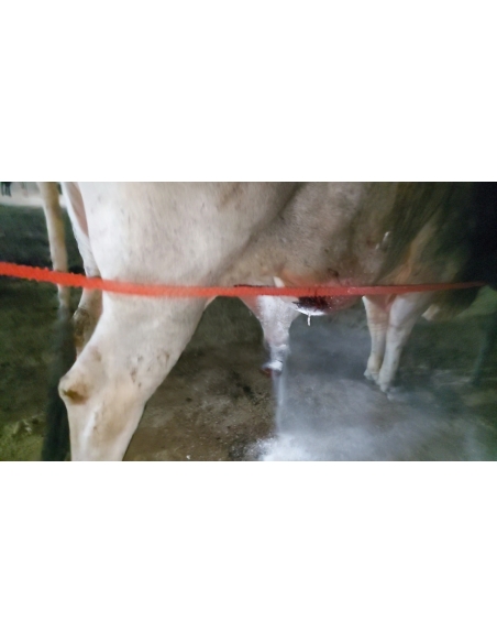 Mahadev Nandi maggots wounds penis swelling- Sector 128 noida
