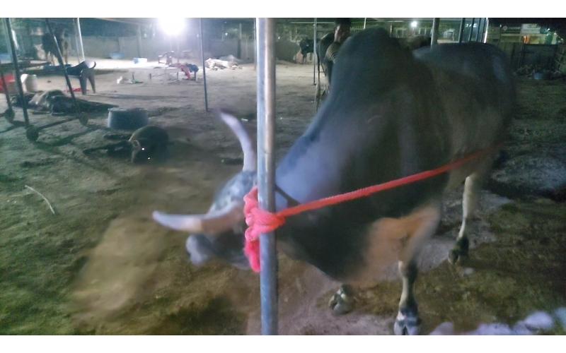 Mahadev Nandi maggots wounds penis... Mahadev Nandi maggots wounds penis...