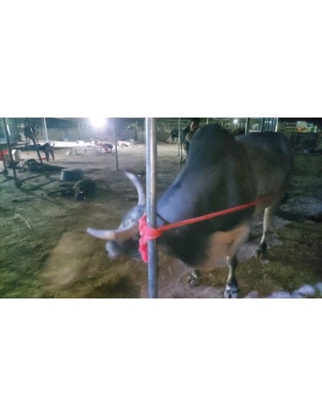 Mahadev Nandi maggots wounds penis swelling- Sector 128 noida
