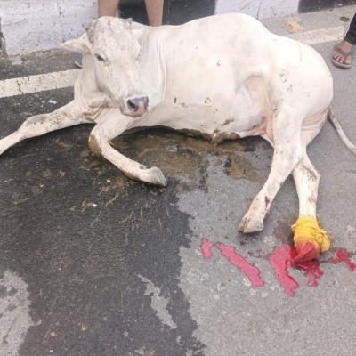 Gaumata/Cow spine injured-...