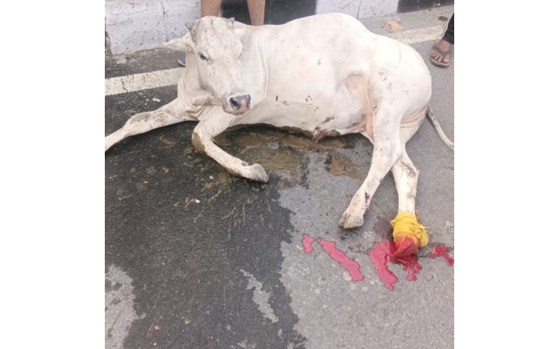 Gaumata/Cow spine injured- hit and run accident delhi