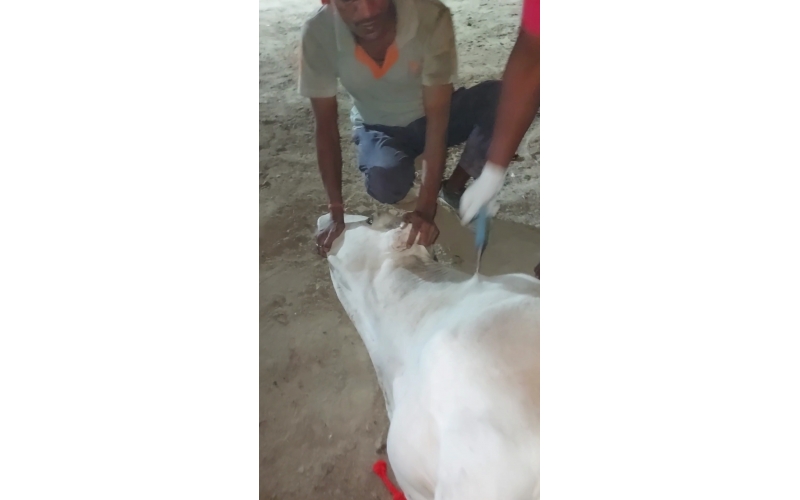Gaumata/Cow spine injured- hit and...