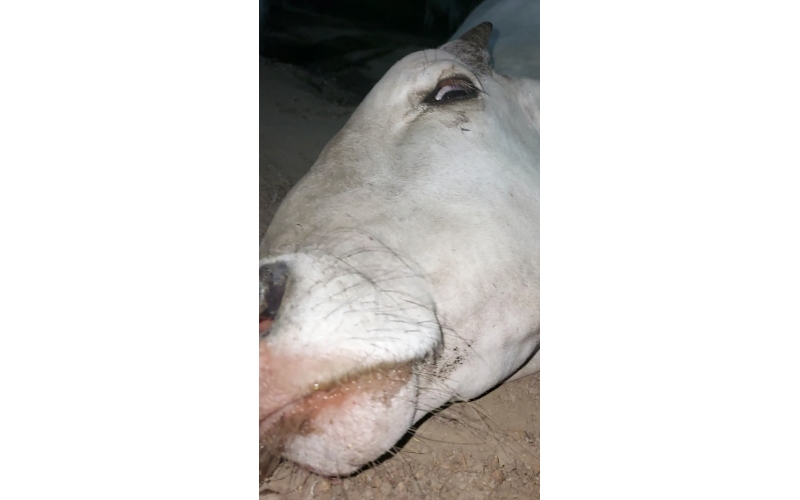 Gaumata/Cow spine injured- hit and...