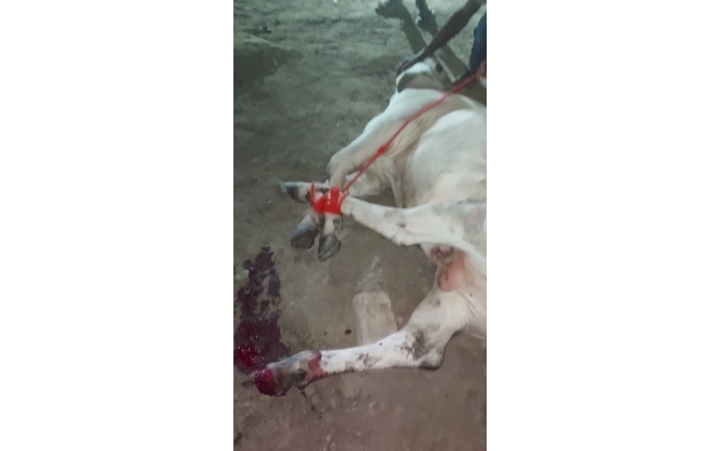 Gaumata/Cow spine injured- hit and...
