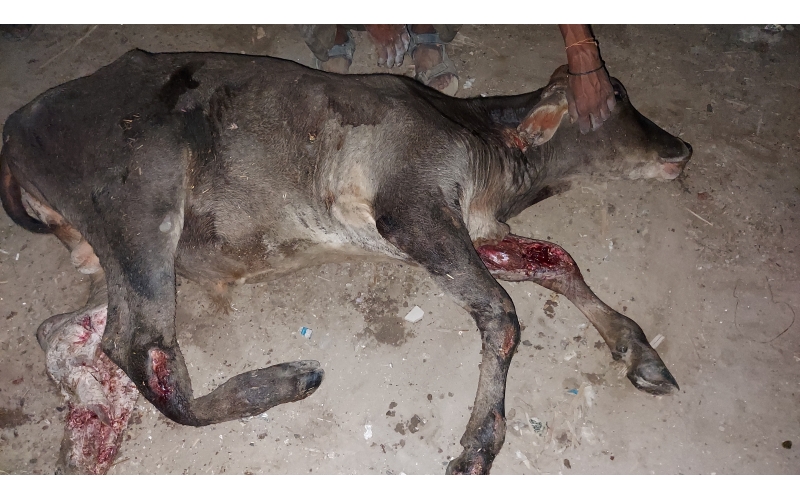 Gaumata Baby hit and run accident Gaumata Baby hit and run accident