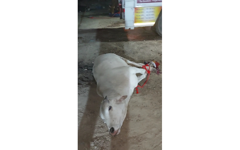 Gaumata/Cow spine injured- hit and...