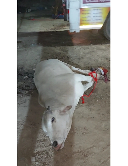 Gaumata Spine Injury, Shoulder Dislocated – Mayur Vihar Phase 2 Delhi