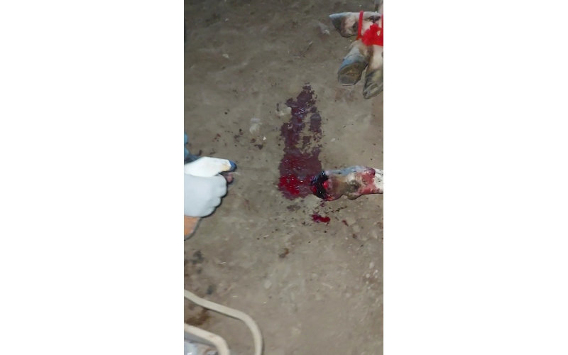 Gaumata/Cow spine injured- hit and...