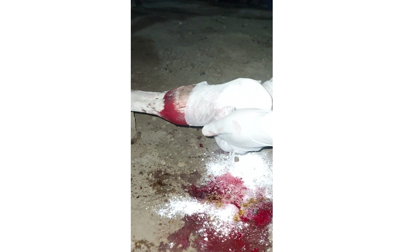 Gaumata/Cow spine injured- hit and...