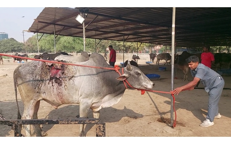 Acid attacked cow - Sector 121 noida, 17th March 2023