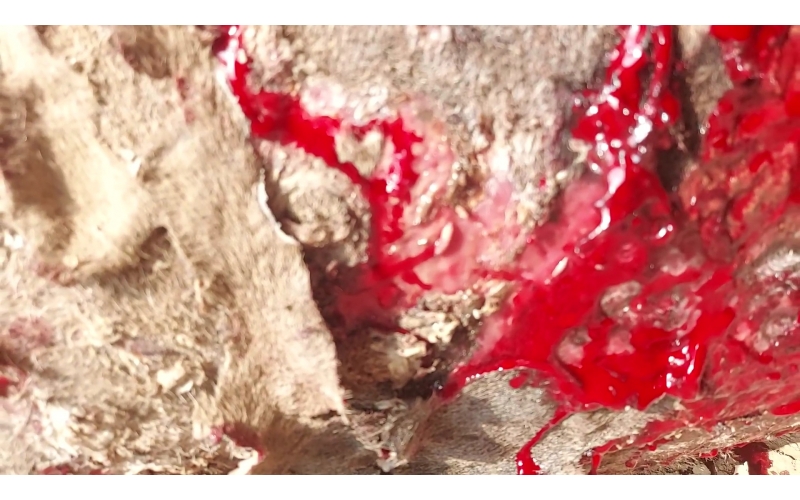 Acid attacked cow - Sector 121 noida,...