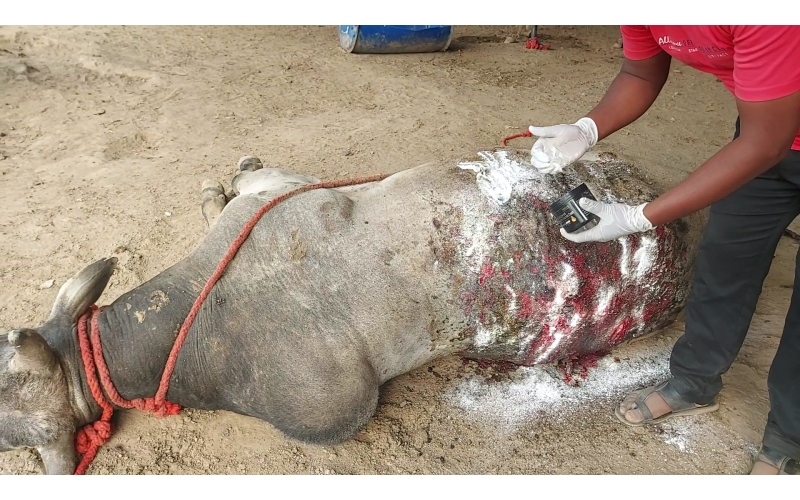 Acid attacked cow - Sector 121 noida,...