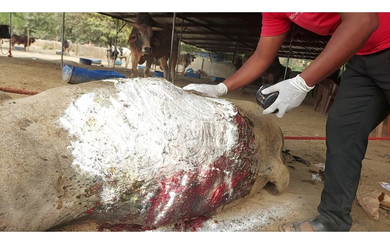 Acid attacked cow - Sector 121 noida,...