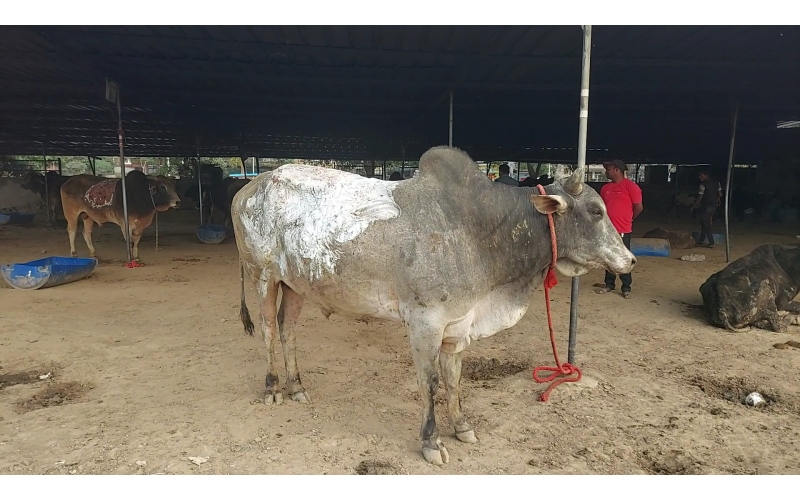 Acid attacked cow - Sector 121 noida,...