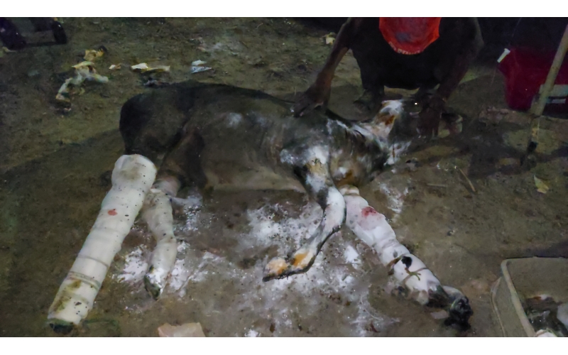 Gaumata Baby hit and run accident Gaumata Baby hit and run accident