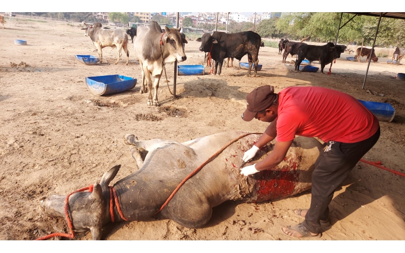 Acid attacked cow - Sector 121 noida,...