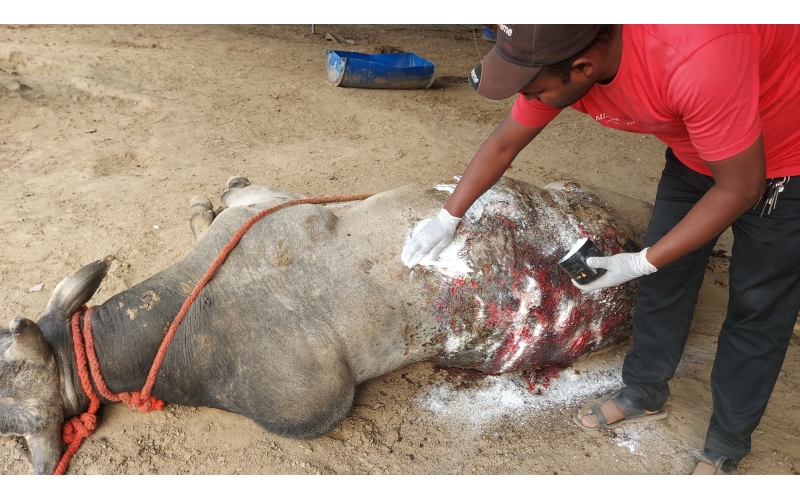 Acid attacked cow - Sector 121 noida,...