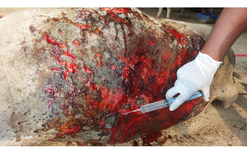 Acid attacked cow - Sector 121 noida,...