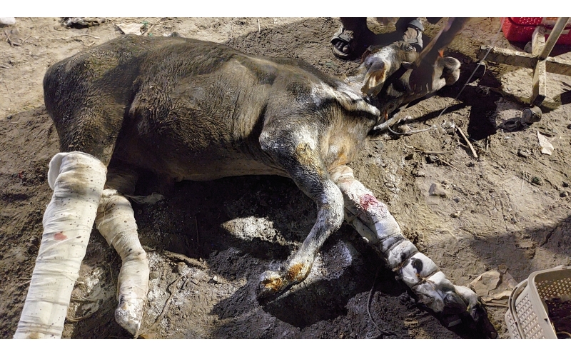 Gaumata Baby hit and run accident Gaumata Baby hit and run accident