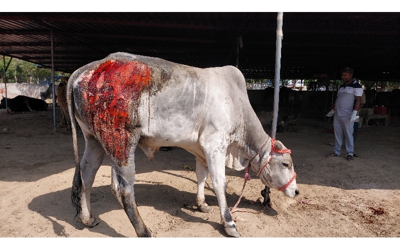 Cow acid third degree burns noida - Garhi village