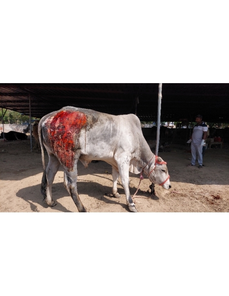 Cow acid third degree burns noida - Garhi village