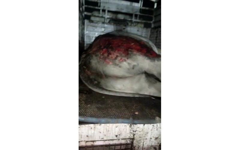 Cow acid third degree burns noida -...