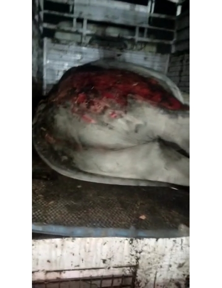 Cow acid third degree burns noida - Garhi village