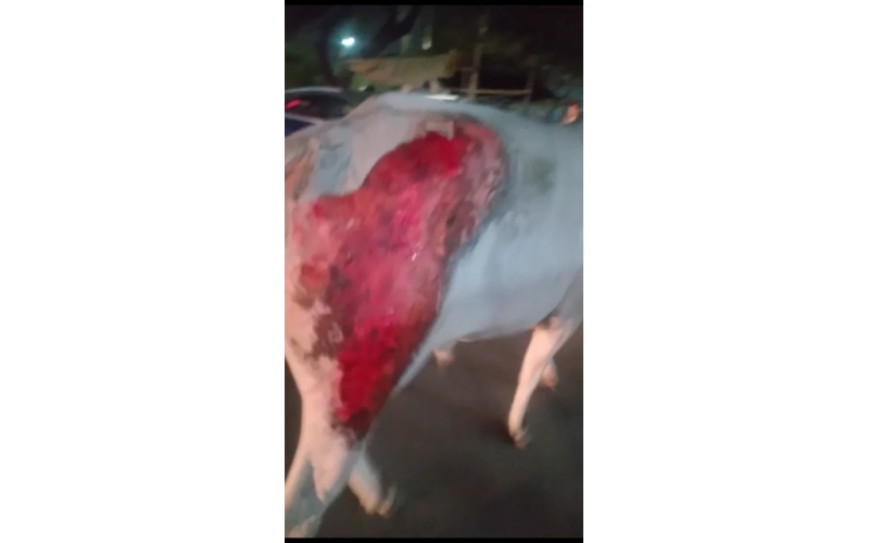 Cow acid third degree burns noida -...