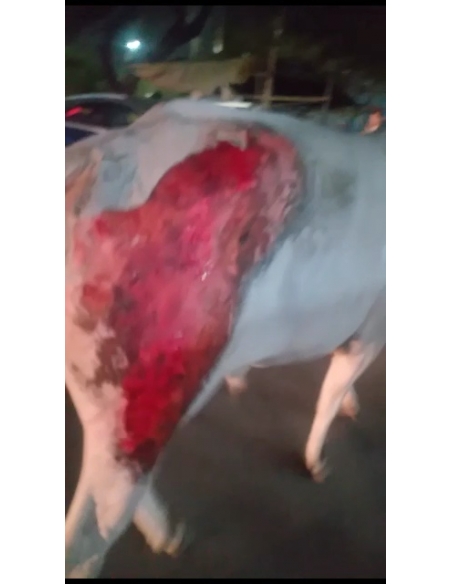 Cow acid third degree burns noida - Garhi village