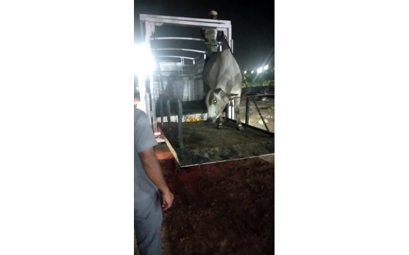 Cow acid third degree burns noida -...