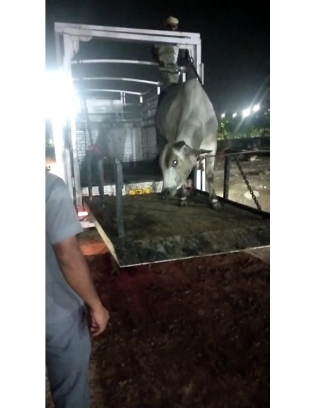 Cow acid third degree burns noida - Garhi village