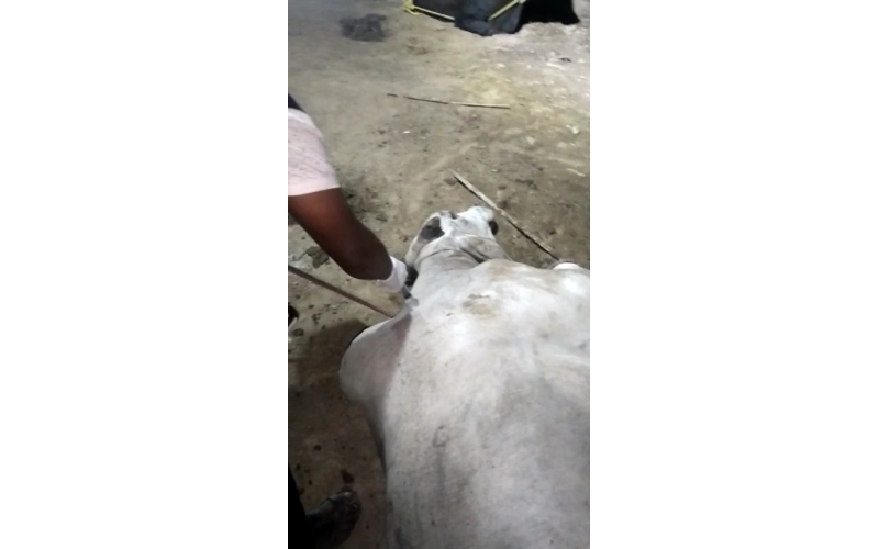 Cow acid third degree burns noida -...